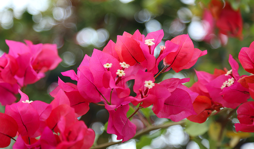 Planting and Caring for your Bougainvillea