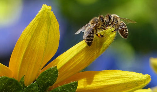 Creating a Bee-Safe Garden