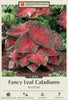 Netherland Bulb Company Fancy Leaf Caladiums - Red Flash (3 Bulbs)