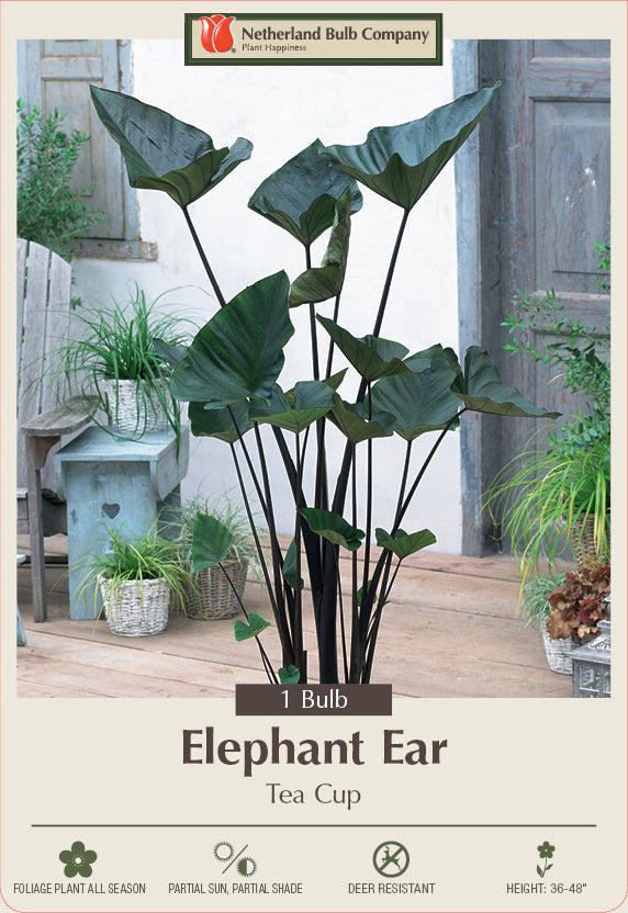 Netherland Bulb Company Elephant Ear 'Tea Cup'