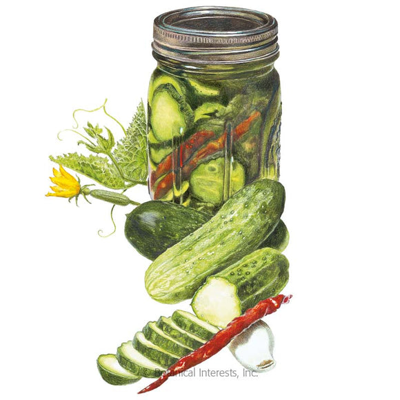 Botanical Interests Homemade Pickles Cucumber Seeds