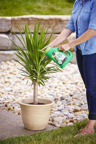 Miracle-Gro® Shake 'n Feed® Palm Plant Food