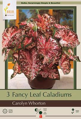 Netherland Bulb Company Fancy Carolyn Whorton Caladium 3 Bulbs - Light Pink/Dark
