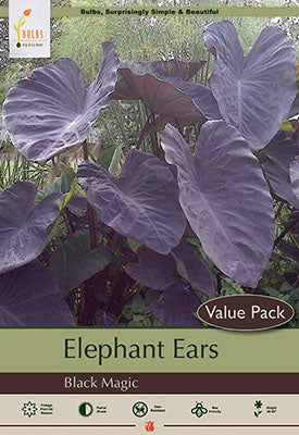 Netherland Bulb Company Elephant Ear 'Black Magic'