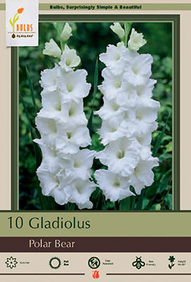 Netherland Bulb Company Gladiolus Large Flowering 'Polar Bear'