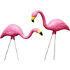 PINK FLAMINGO