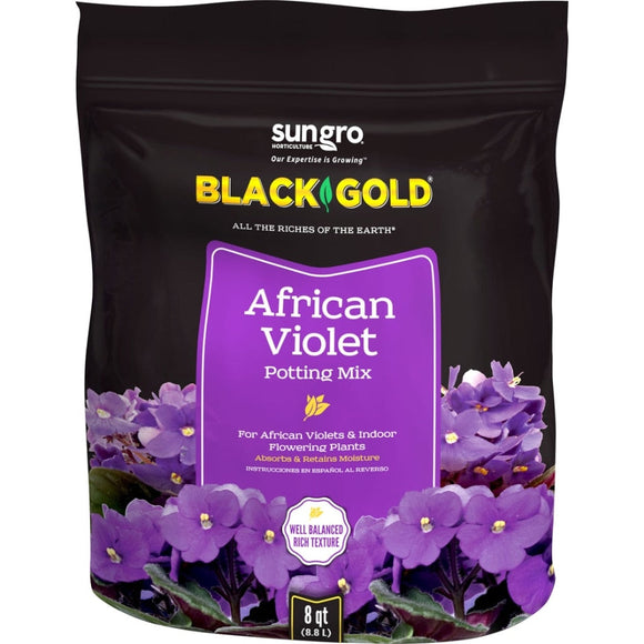 Black Gold African Violet Mix