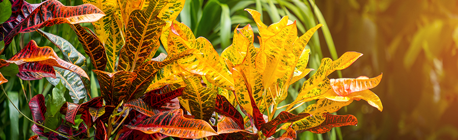 It’s January and the Crotons are beautiful!