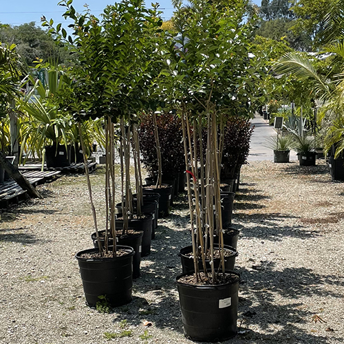 trees at your farm and garden