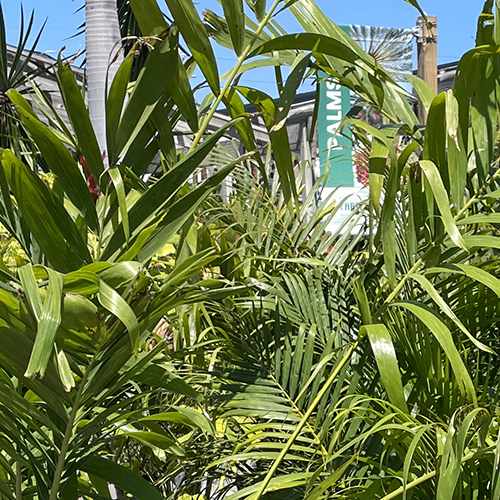 palms at your farm and garden