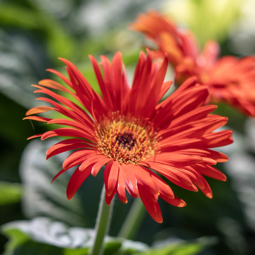 plants at our farm and garden