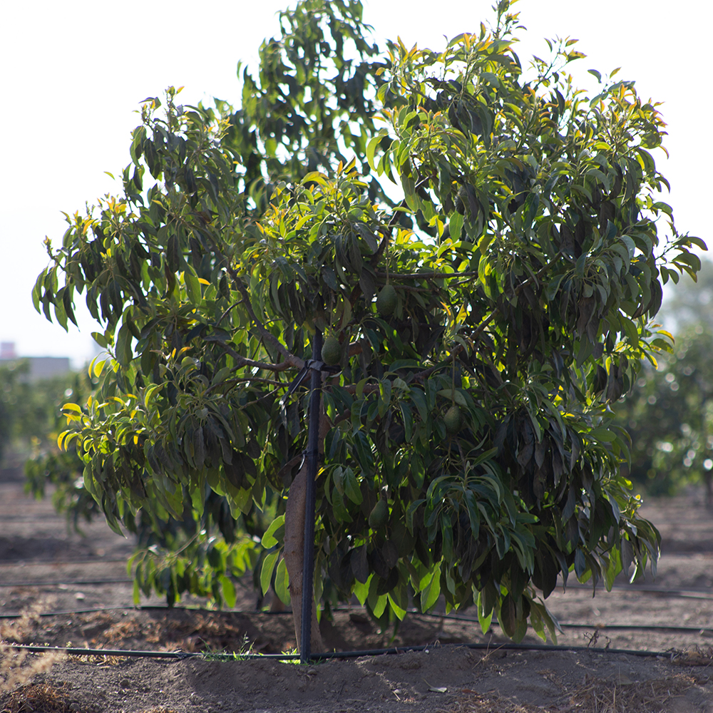 avocado tree