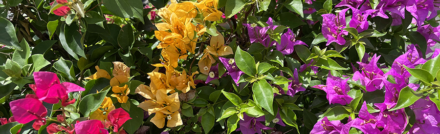 Planting and Caring for your Bougainvillea