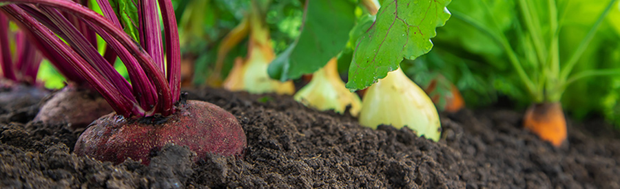 Fall Vegetable Gardening Season had Arrived in Sarasotas!