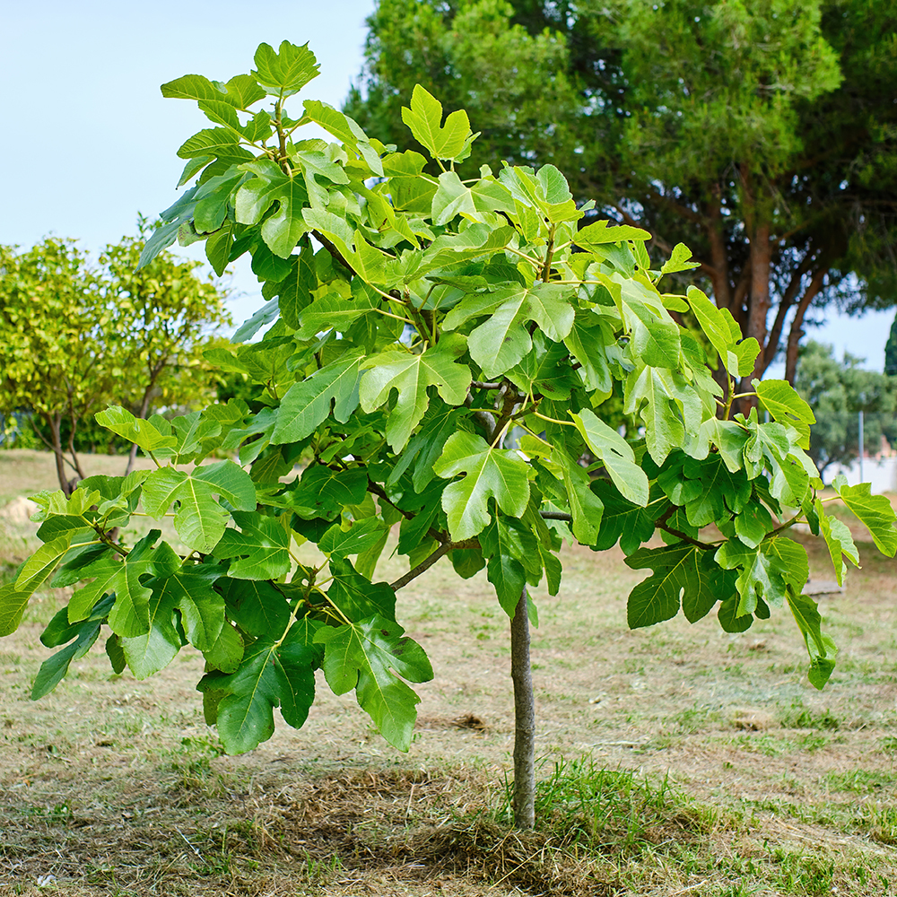 fig tree