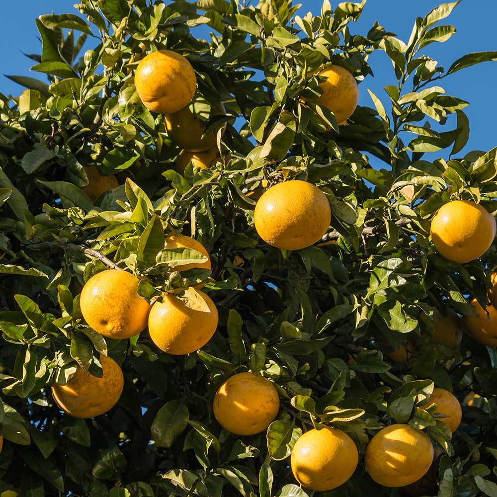 grapefruit trees