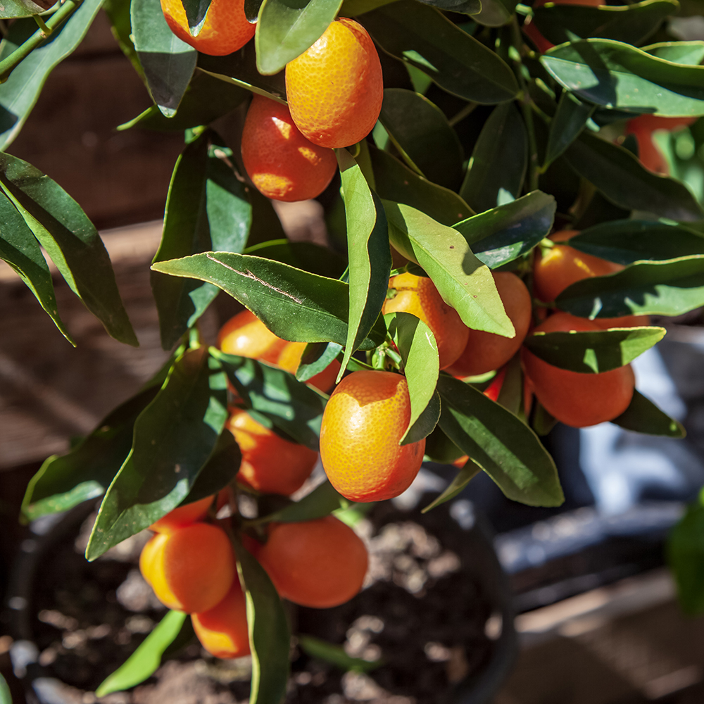 kumquat trees