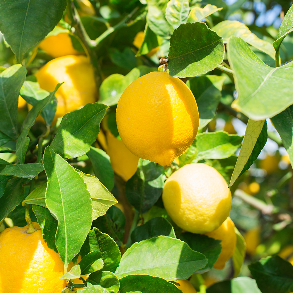 lemon trees