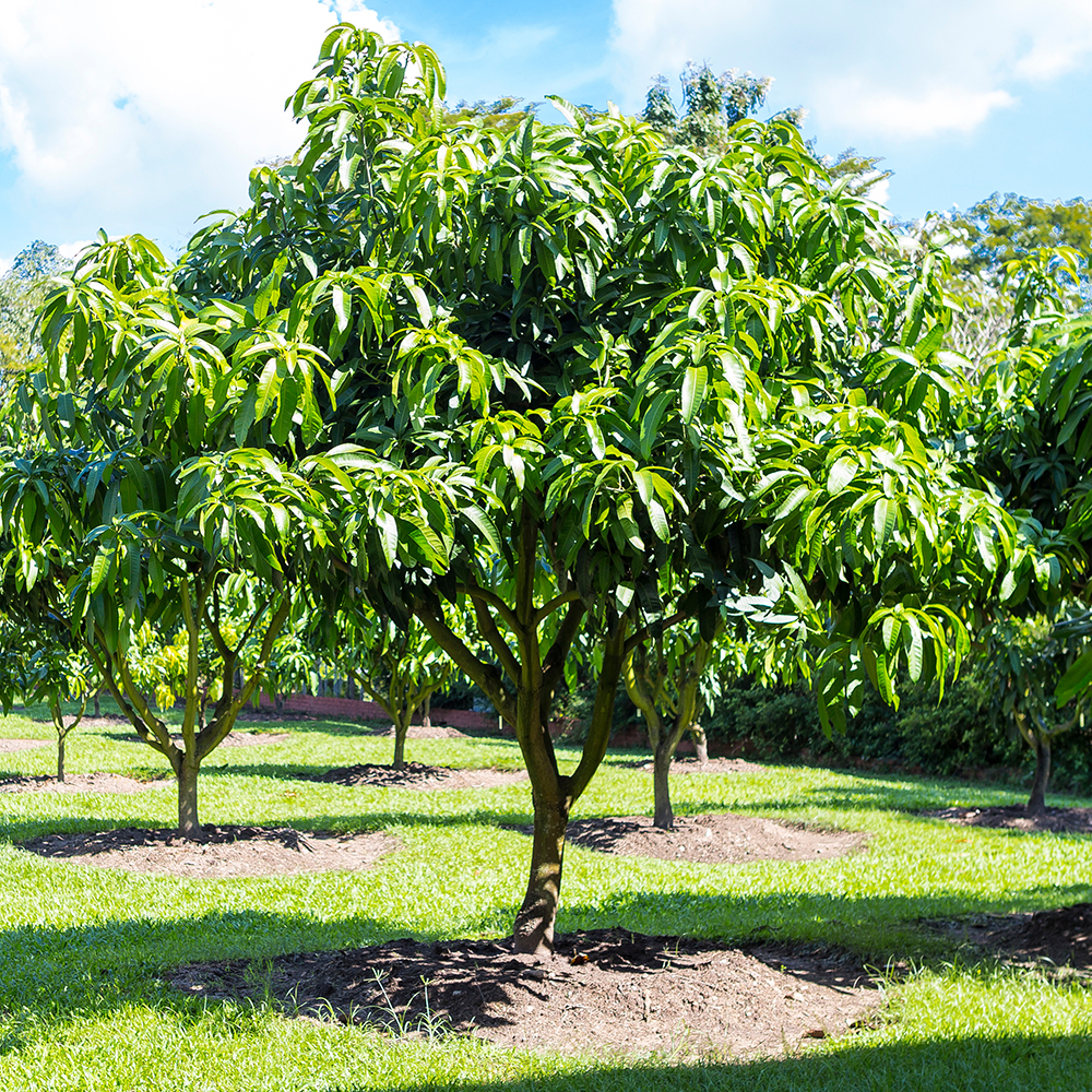 mango tree