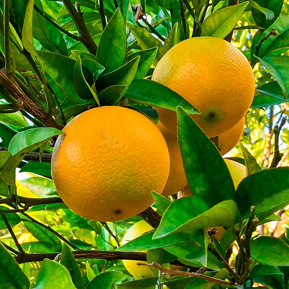 orange trees