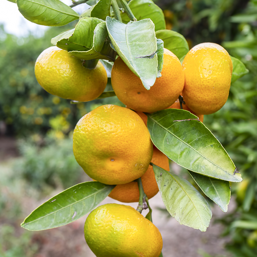 tangerine trees