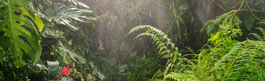 A Gardener’s Guide to Navigating Florida’s Rainy Season