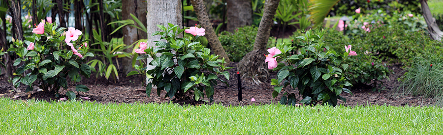 It’s May and Time to Mulch in Southwest Florida!