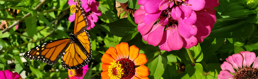 We all Should Plant a Pollination Garden