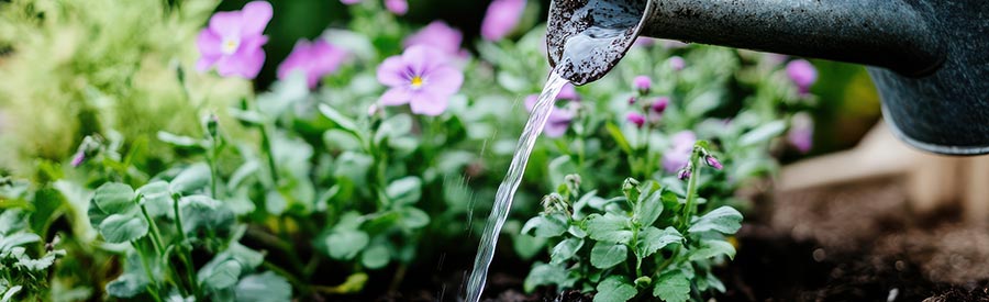 Caring for Plants in Dry Weather