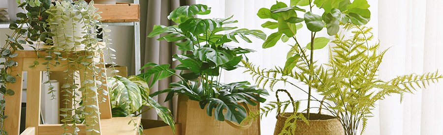 The Benefits of Houseplants: More Than Just Green Décor