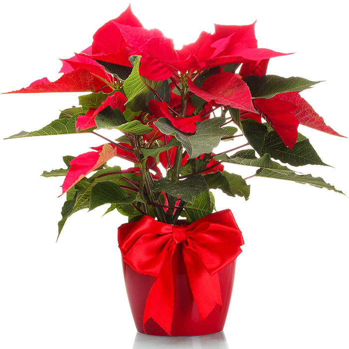 preorder poinsettias for chance to win 1 of 3 gift cards preorder poinsettias for chance to win 1 of 3 gift cards
