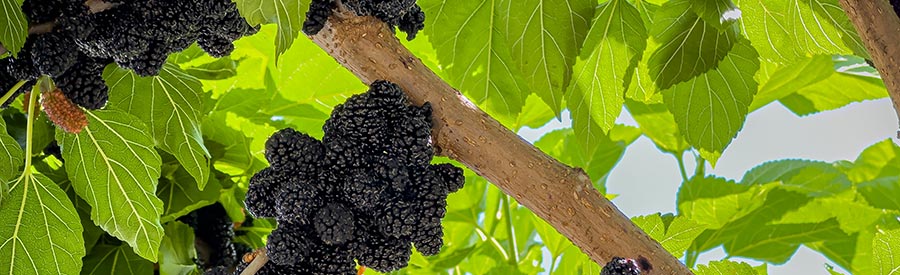 Growing Fruit Trees in Southwest Florida: What to Plant & How to Help Them Thrive