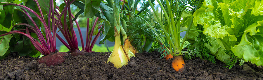 What to Plant in January: Florida Vegetables That Thrive in Winter