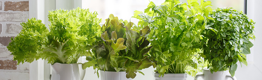Growing Flavor at Home: The Joy of Herb & Vegetable Kitchen Gardens