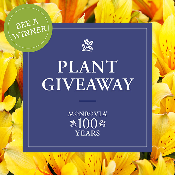 bee a winner plant giveaway from Monrovia