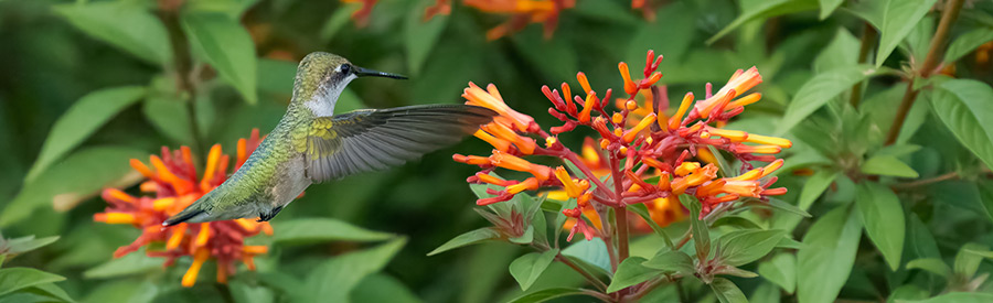 Creating Your Own Sarasota Pollinator Garden