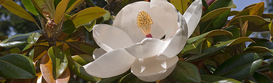 Why are Magnolia Trees Such a Favorite in Southwestern Florida?