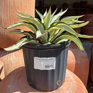 agave ivory star at your farm and garden