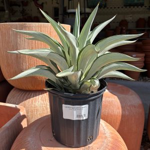 agave silver star at your farm and garden