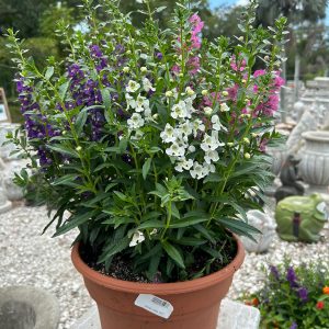 angelonia 10" deco mix at your farm and garden