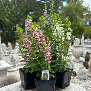 angelonias in assorted colors at your farm and garden