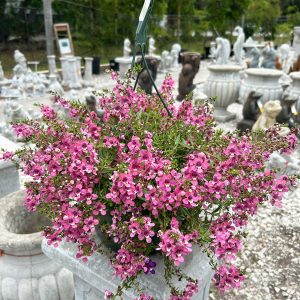 angelonia hanging basket at your farm and garden