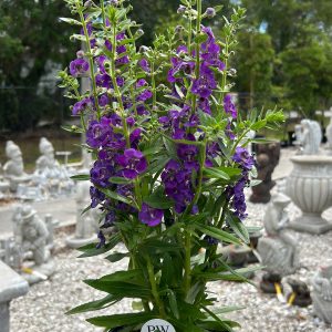 angelonia angelface blue