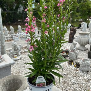 angelonia angelface perfectly pink