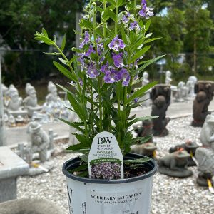 angelonia angelface wedgewood blue