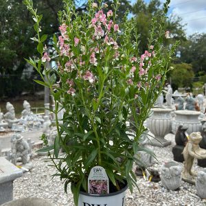 angelonia angelface wedgewood pink