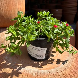 baby sun rose at your farm and garden
