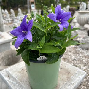 blue balloon flower at your farm and garden