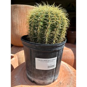 cactus golden barrel at your farm and garden