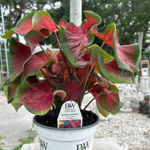 proven winners caladiums at your farm and garden